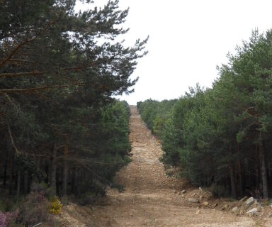 IDForestal Selvicultura Preventiva