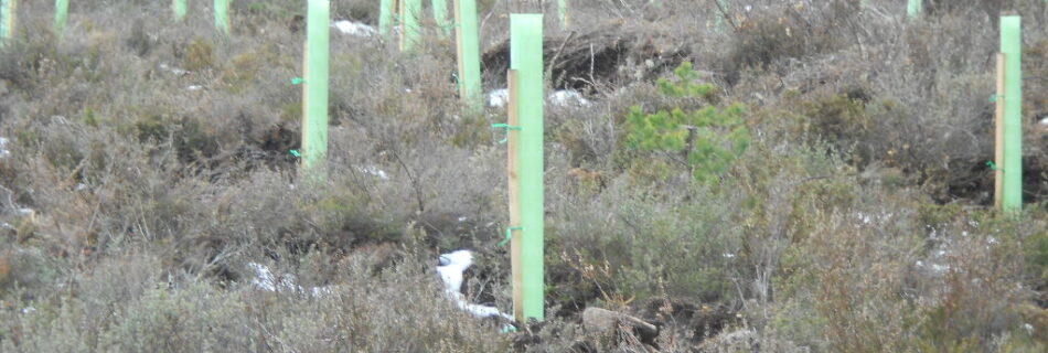 Ayudas Reforestación CyL (2023)