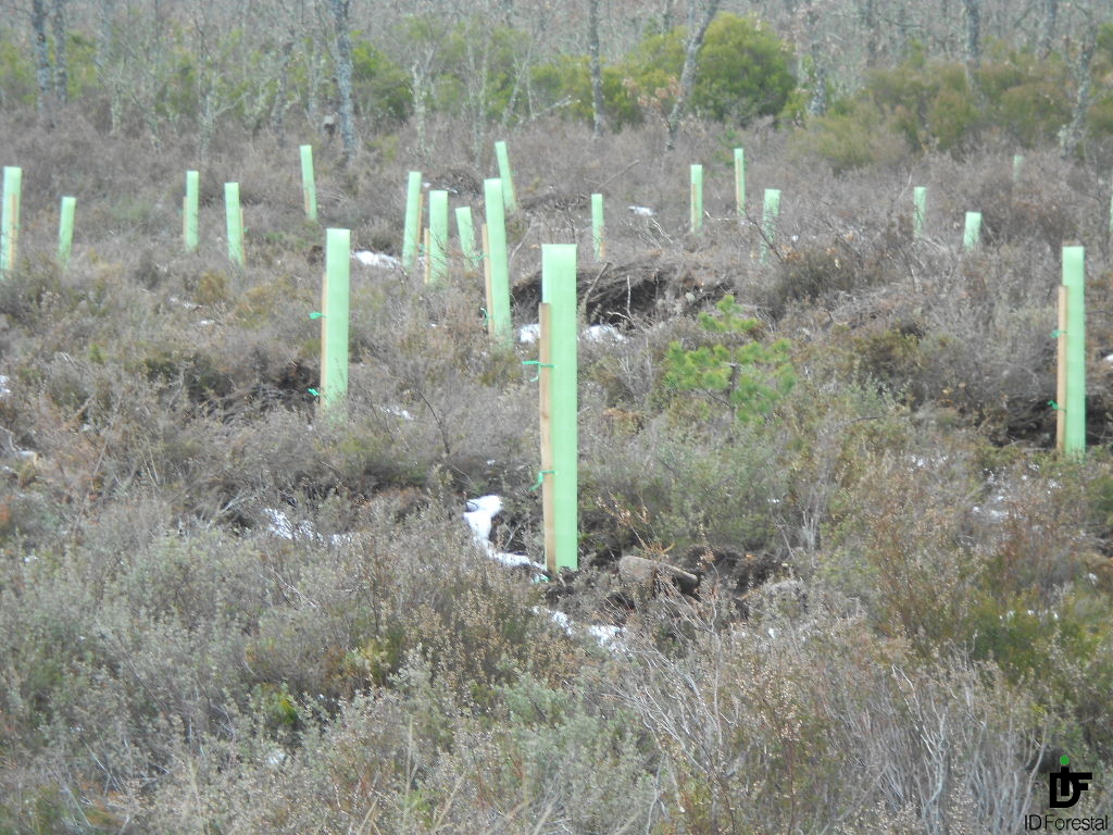 Ayudas Reforestación CyL (2023)