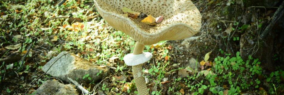 IDForestal.- Decreto Regulacion Aprovechamiento Recurso Micologico Castilla y Leon