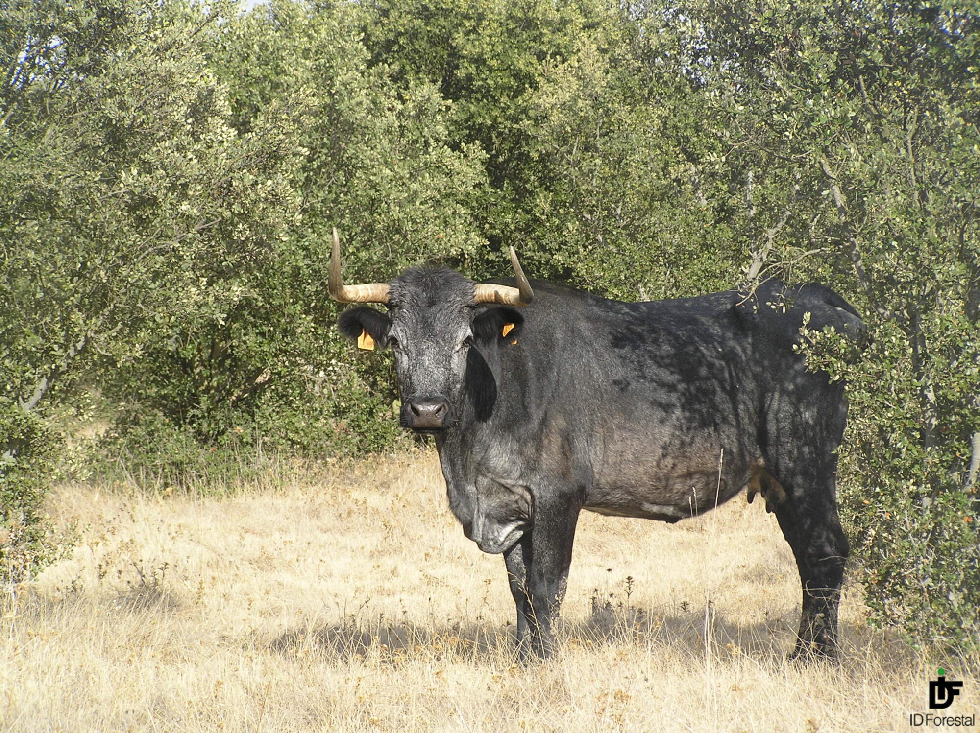 IDForestal.- Convocatoria Asesoramiento JCyL