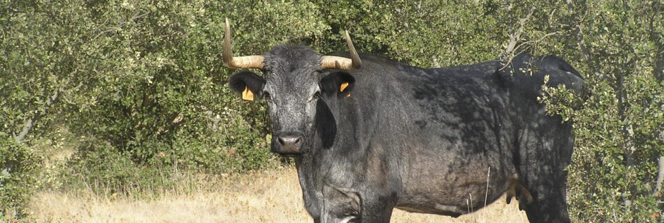 IDForestal.- Convocatoria Asesoramiento JCyL