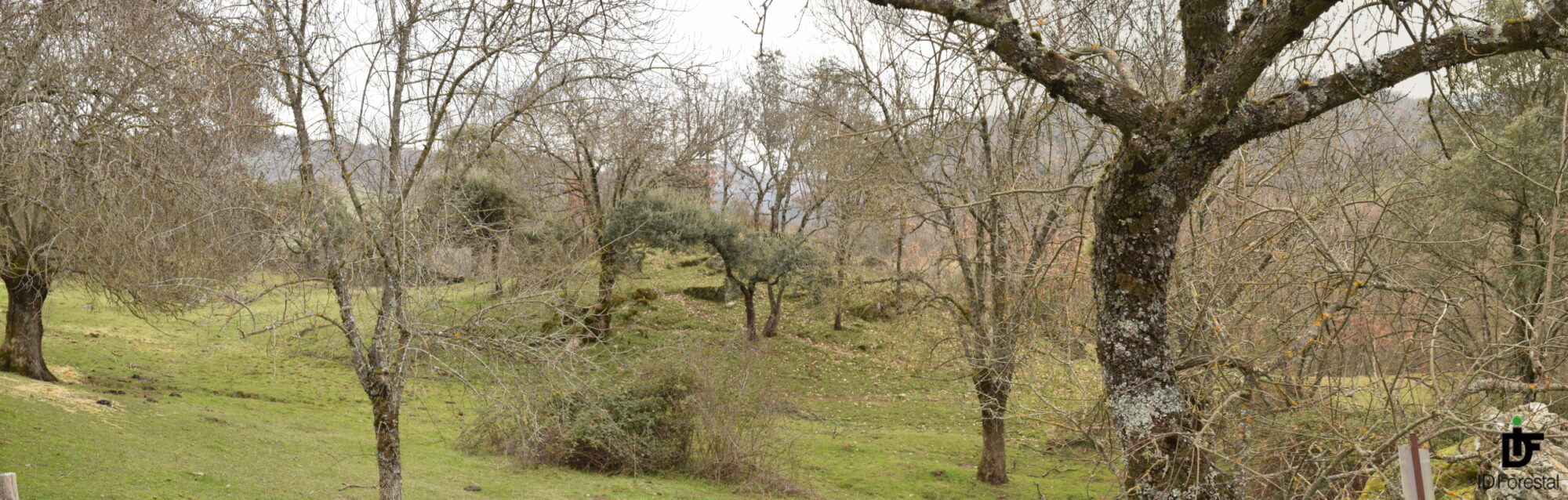 IDForestal sigue creciendo...