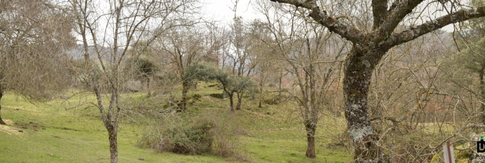 IDForestal sigue creciendo...