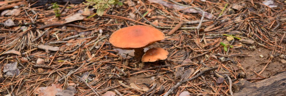 IDForestal ¿Existen elementos Radioactivos en los Hongos?