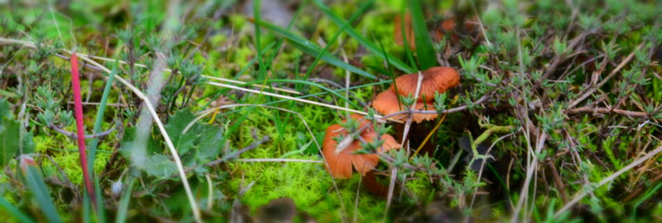 IDForestal Aprovechamiento Micológico