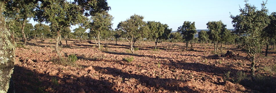 Ayudas Reforestacion 2018