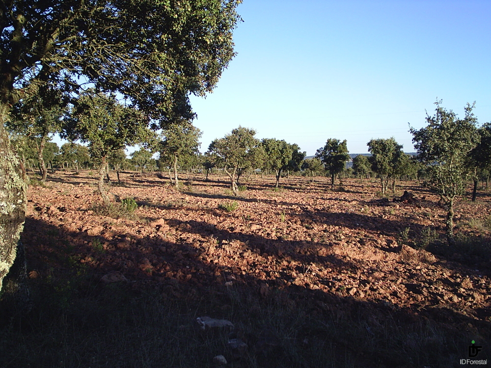 Ayudas Reforestacion 2018