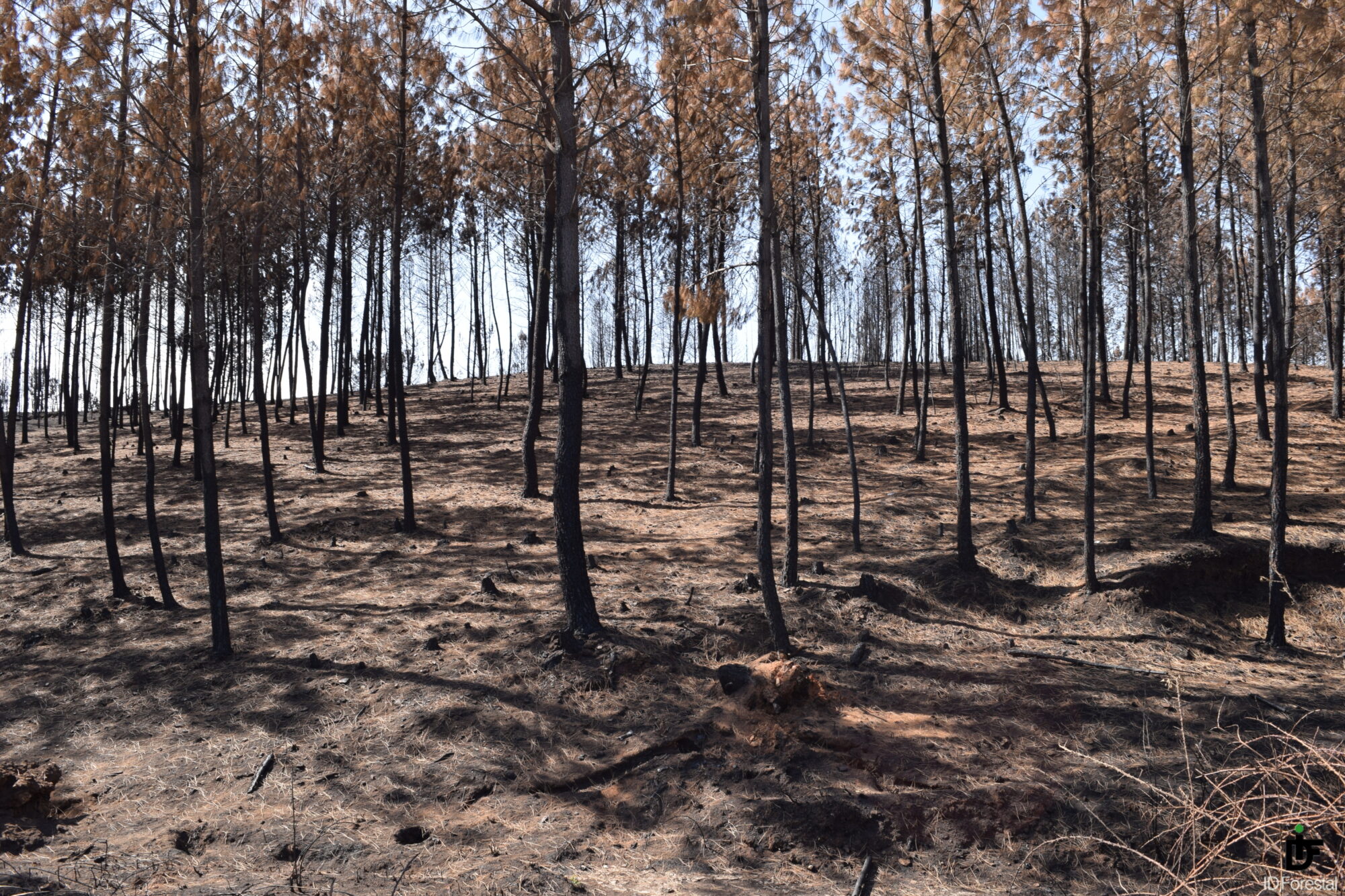 Incendios Forestales