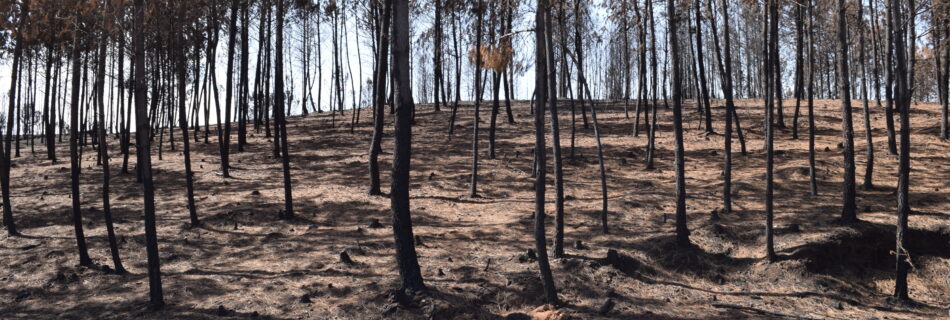 Incendios Forestales
