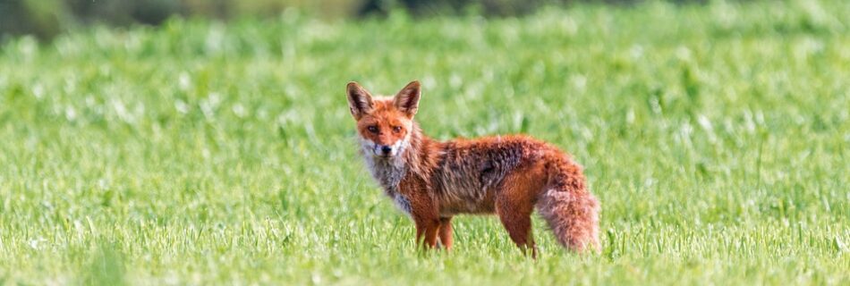 El Zorro... ese simpático animalejo