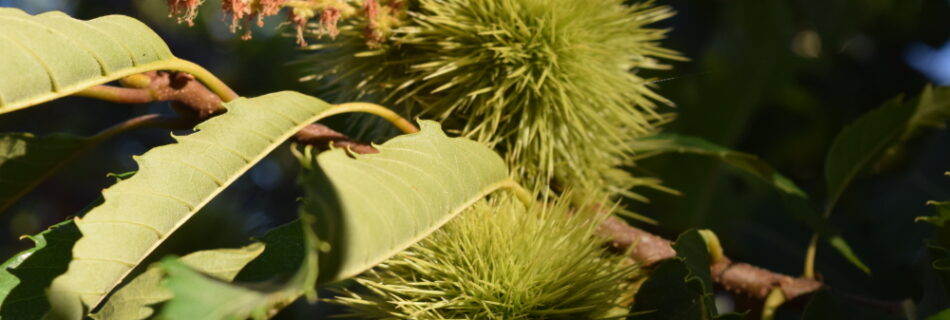 Castaño (Castanea sativa)