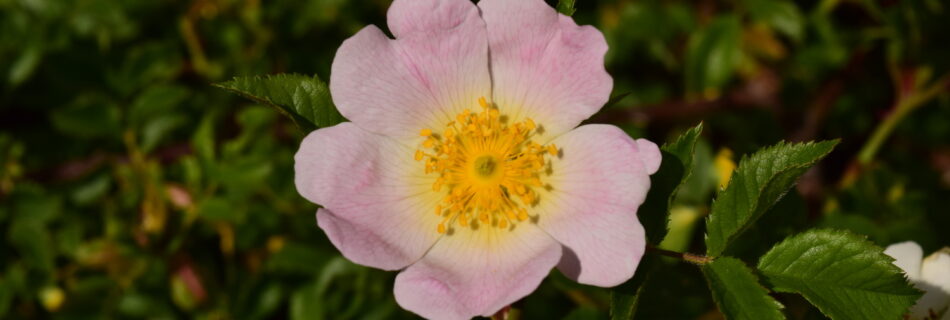 IDForestal.- ¿Qué ocurre con las Flores y las Mariposas?