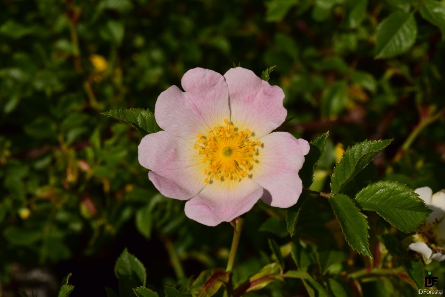 IDForestal.- ¿Qué ocurre con las Flores y las Mariposas?