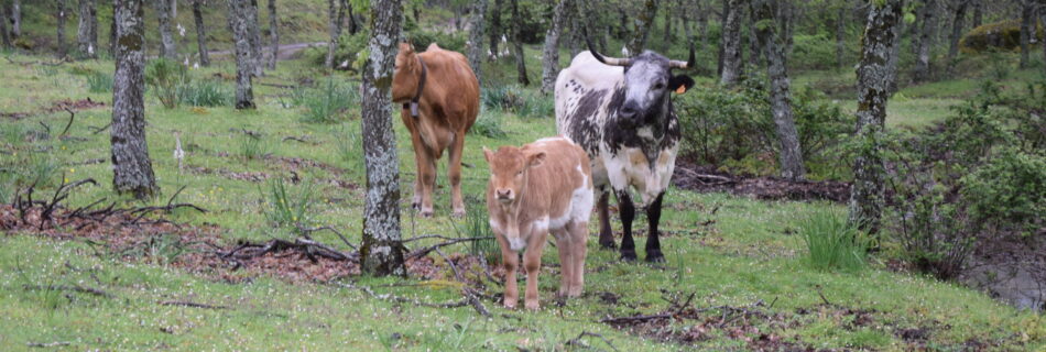 IDForestal.- Asesoramiento JCyL