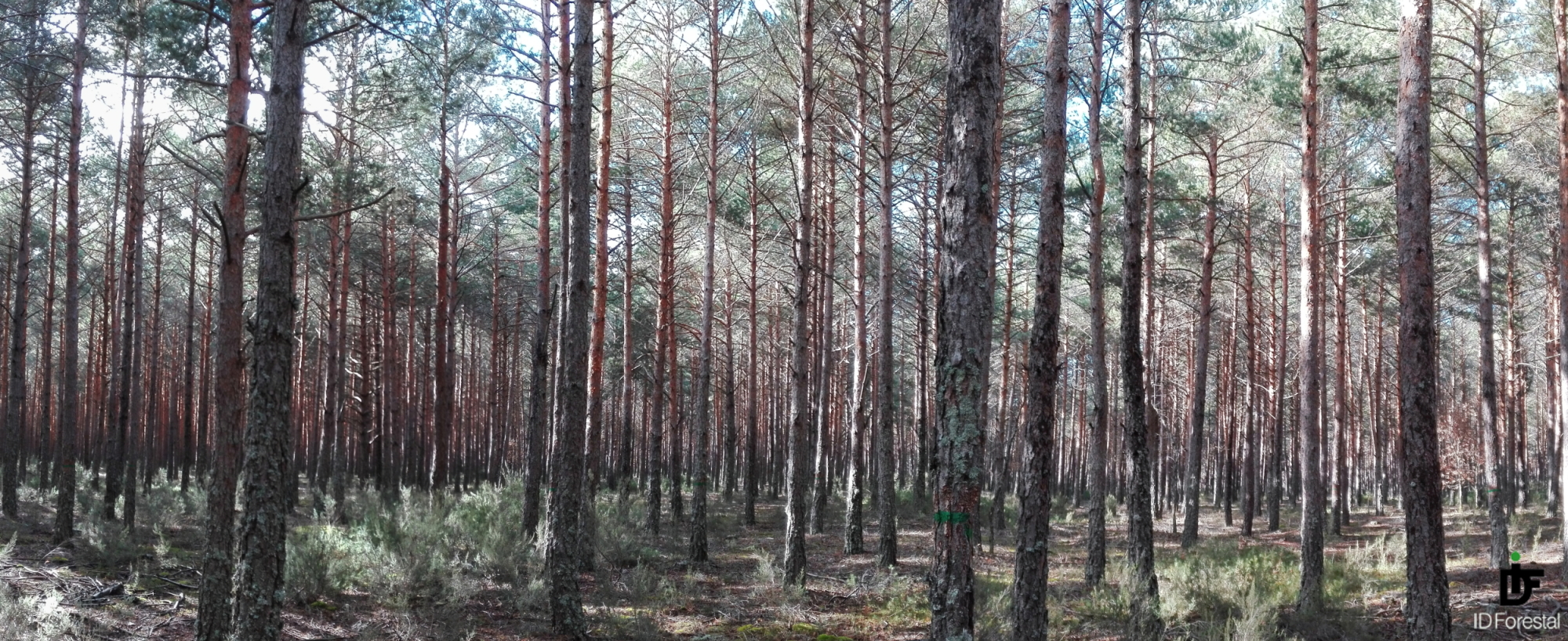 IDForestal.-¿Qué Pueden Hacer los Bosques por las Ciudades?