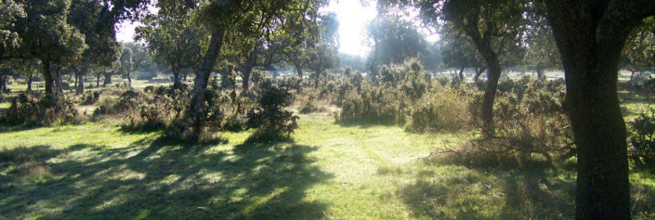 Gestión Forestal Sostenible