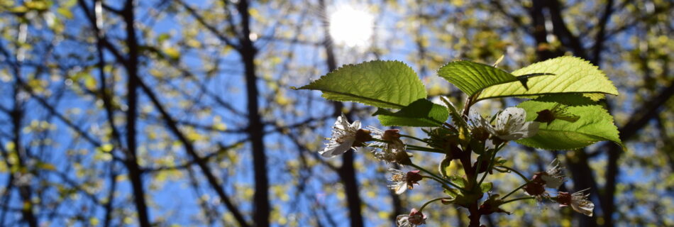 IDF.-PRT0003_InicioWEB