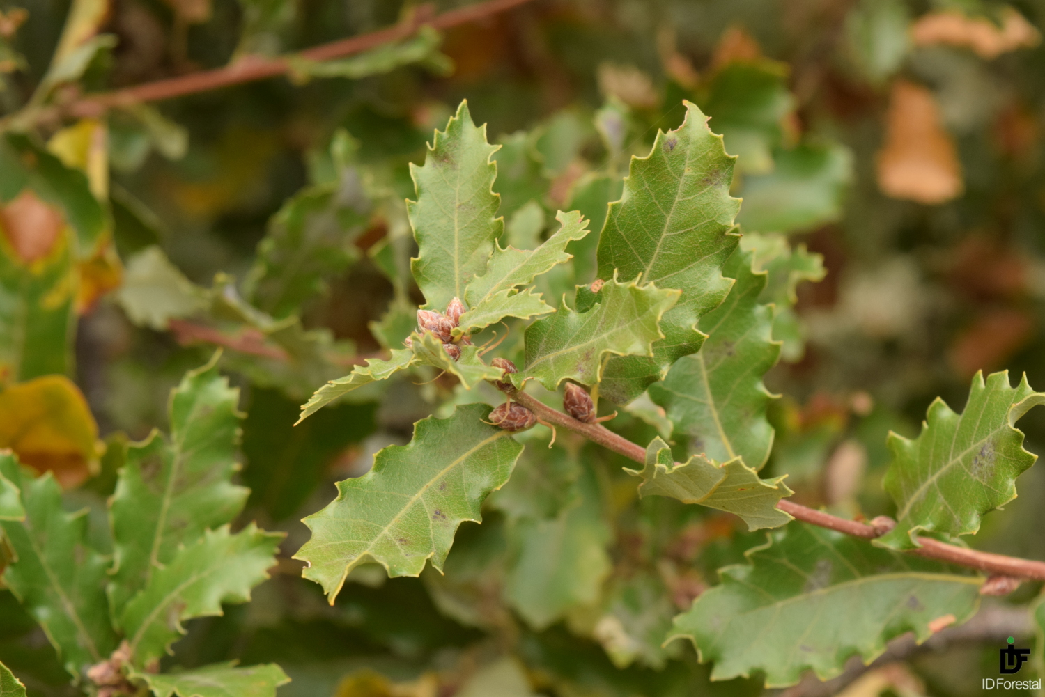 IDF.-Quercus faginea