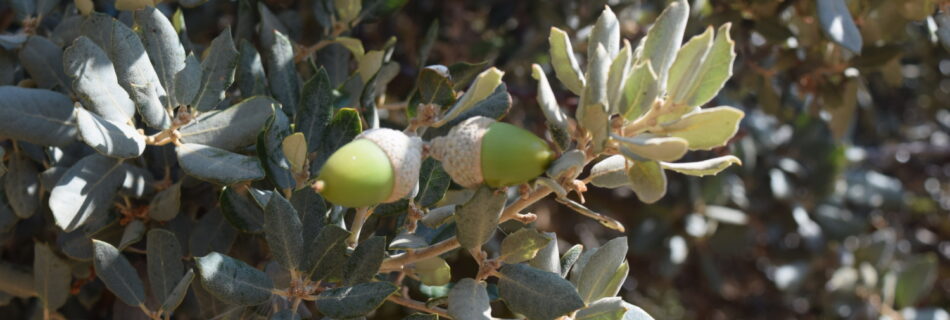 IDF.-Quercus ilex