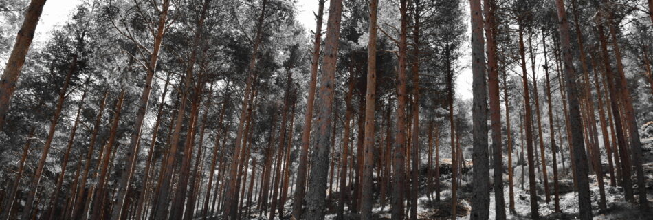 IDForestal Pino silvestre