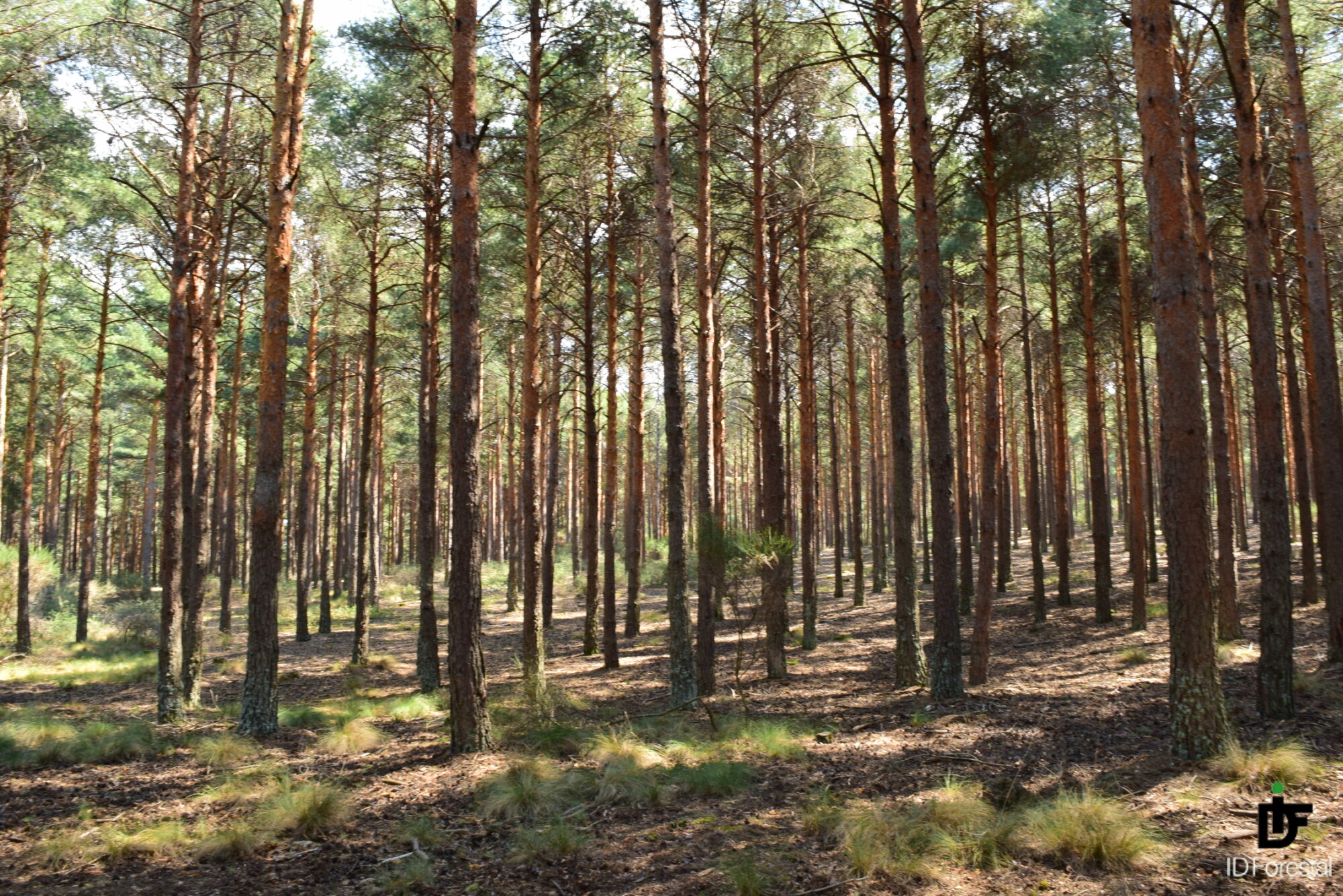 IDForestal Senderismo