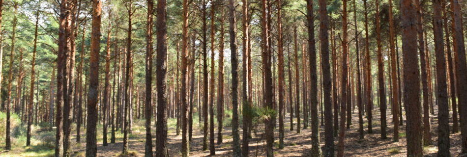 IDForestal Senderismo