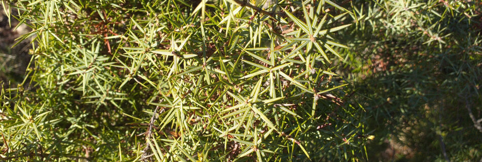 IDForestal Enero 2020