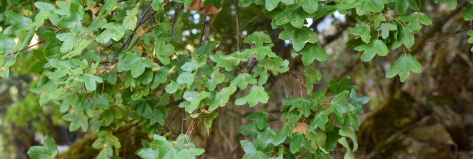 IDForestal Acer monspessulanum