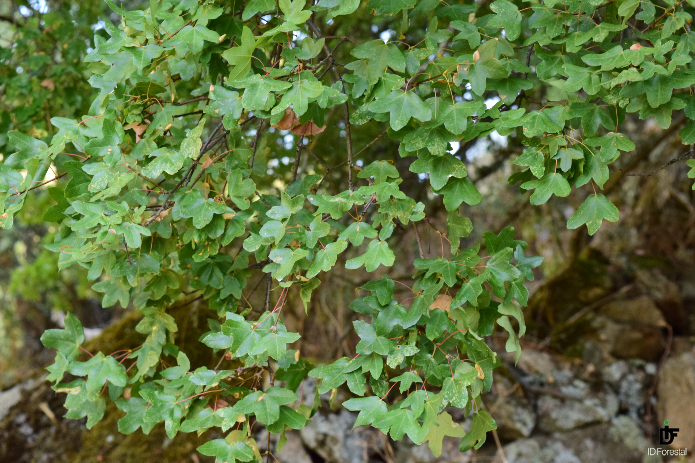 IDForestal Acer monspessulanum