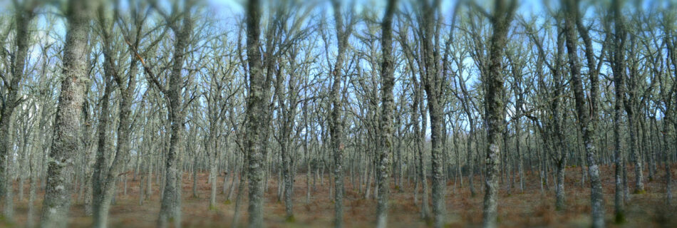 IDF.- Huella Carbono IDForestal