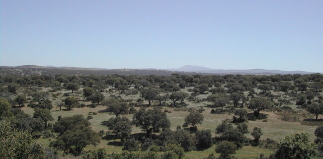 IDForestal Encinar Adehesado