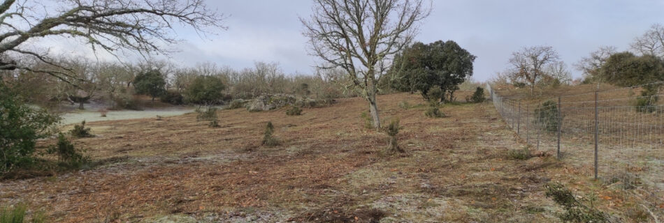 Ayudas Silvopastorales JCyL