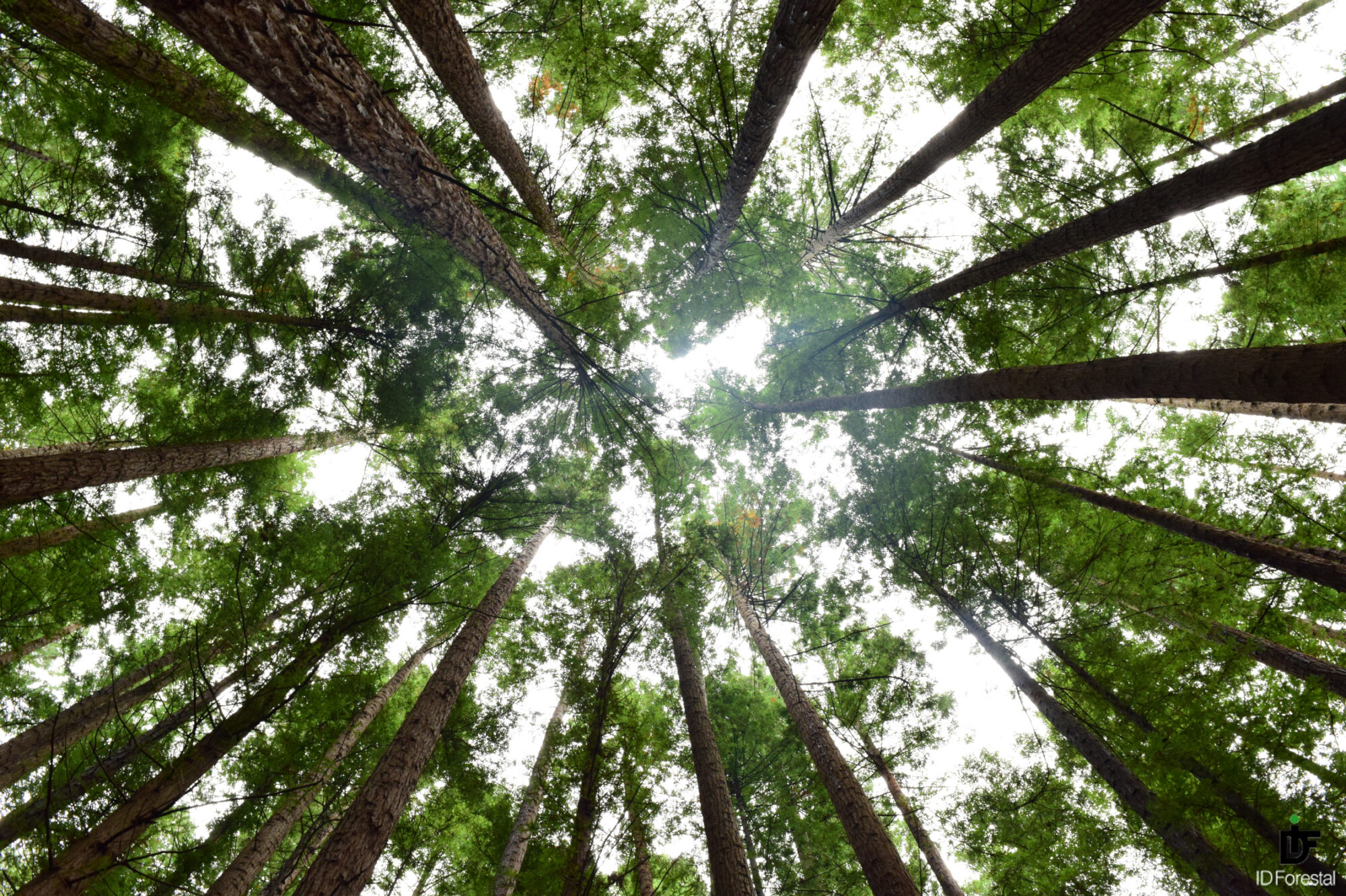 Ayudas Gestión Forestal JCyL