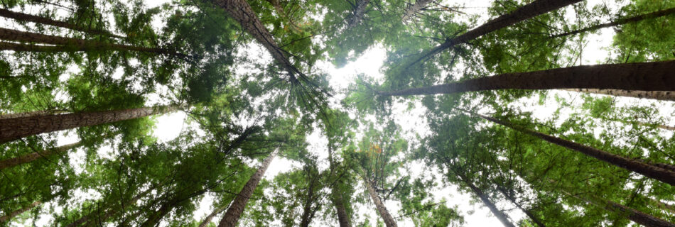 Ayudas Gestión Forestal JCyL