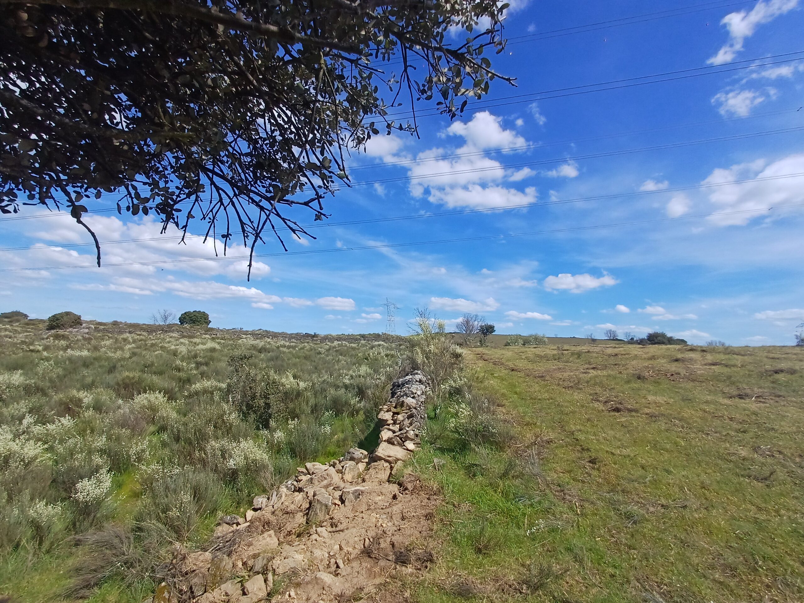 Ayudas para Actuaciones Silvopastorales (Convocatoria 2026)